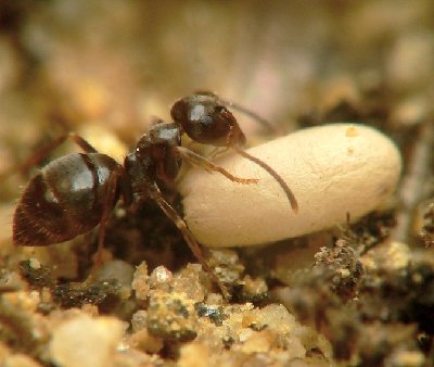 ouvriere_lasius_pilifirus_15.jpg