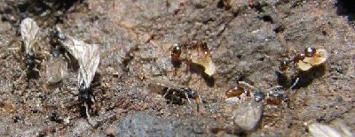 Plusieurs femelles avec des ouvrières de Tetramorium