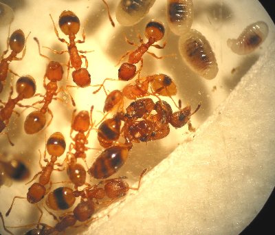 Reine de Myrmoxenus ravouxi étranglant la reine hôte T. unifasciatus lors de la fondation