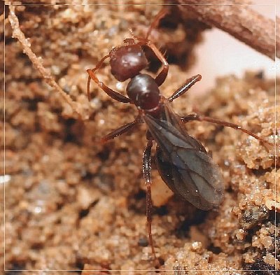 cataglyphis_princesse_1h.jpg (107.03 Kio) Vu 4761 fois princesse Cataglyphis piliscapus