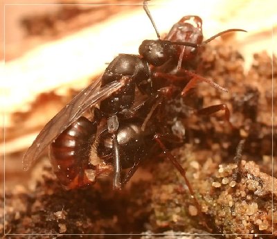 accouplement_0h.jpg (79.88 Kio) Vu 4759 fois accouplement