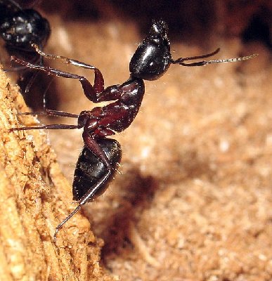 Camponotus herculeanus_biotope et nid.7.jpg