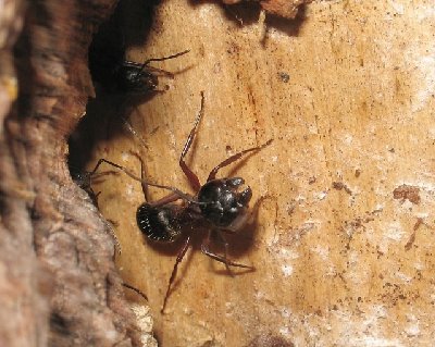 Camponotus herculeanus_biotope et nid.4.jpg
