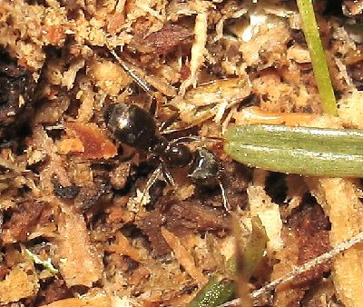 Lasius platythoarx_13.jpg