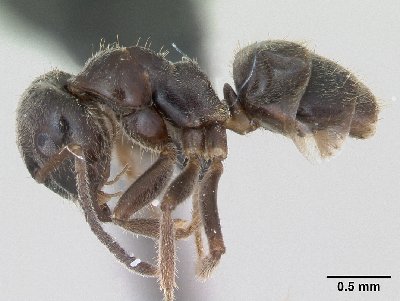 Lasius platythorax ouvrière. source : antweb.org