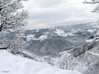 Forêt Hiver.jpg