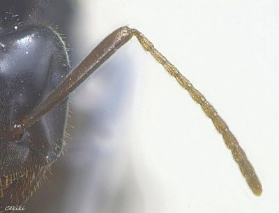 antenne lasius rabaudi taxo.jpg