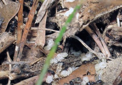 Ouvrières Tetramorium caespitum s'occupant du couvain de l'espèce inquiline, parasite, Anergates atratulus