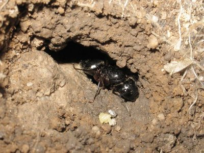 Camponotus herculeanus.jpg (194.47 Kio) Vu 10954 fois Loge d'une jeune fondatrice Camponotus herculeanus (dans la terre !!)