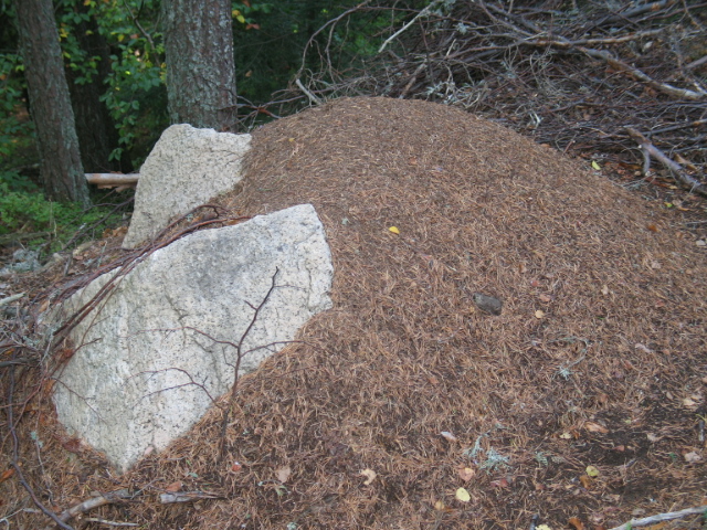 Formica rufa sp. 005.jpg