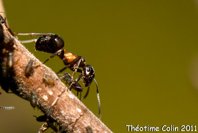 formica-uralensis-france-doubs-pucerons-fourmis-8383.jpg