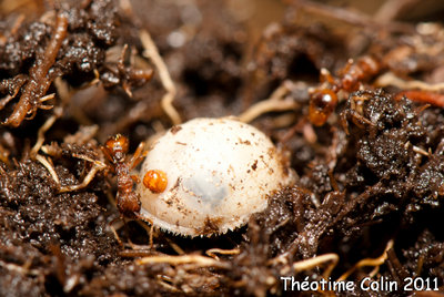 microdon-diptere-parasite-fourmis-ants-8986.jpg