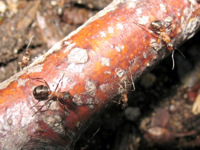 Formica rufa sp. 016.jpg