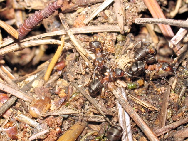 Formica rufa sp. 026.jpg