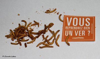 alimentation insectes_1.jpg (98.49 Kio) Vu 72937 fois vers de farine