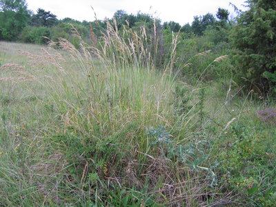 IMG_0149.JPG (3.49 Mio) Vu 22332 fois Brome érigé