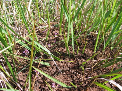 IMG_0102.JPG (3.6 Mio) Vu 15704 fois Brachypode penné