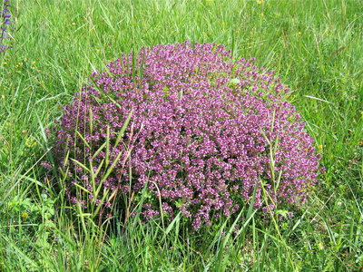 IMG_2372.JPG (4.61 Mio) Vu 15704 fois les architectes Lasius et Serpolet