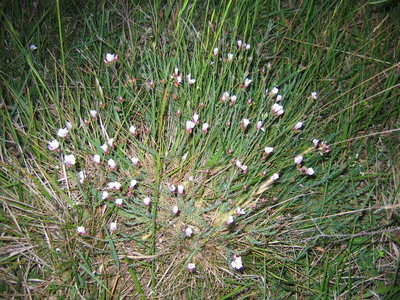 IMG_0905.JPG (3.72 Mio) Vu 22332 fois Lin ligneux