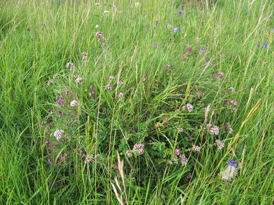 Img_2432-fourmil-origan.jpg (3.87 Mio) Vu 15704 fois Origan commun