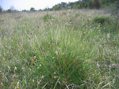 Img_0448-sesl-sur-fourmil.jpg (2.12 Mio) Vu 15704 fois Seslérie bleuâtre