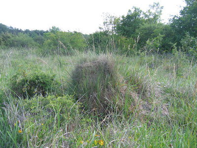 IMG_4751.JPG (3.37 Mio) Vu 15704 fois Lasius flavus ??