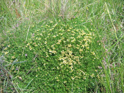 IMG_0962.JPG (2.64 Mio) Vu 15704 fois Germandrée des montagnes