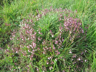 IMG_2434.JPG (4.06 Mio) Vu 22332 fois Germandrée à f. de chêne