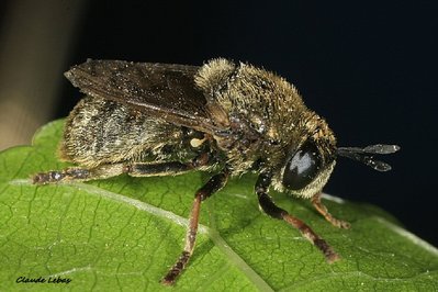 Microdon_analis_adulte_Conat.jpg (200.15 Kio) Vu 15879 fois Microdon analis adulte