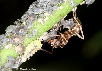 Formica_rufibarbis_diptère_Sirphidae.JPG (133.48 Kio) Vu 22018 fois diptère Sirphidae