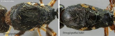 comparaison_pronotum_reine_Strongylognathus_taxo.jpg