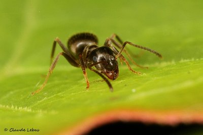 Lasius neglectus Renouee  du Japon.JPG