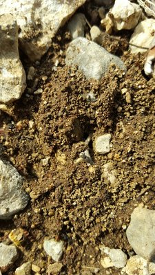 20151004_154810_009_resized.jpg (683.46 Kio) Vu 17255 fois Entrée du nid