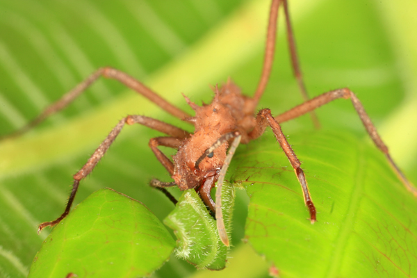 Atta cephalotes