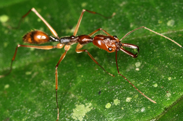 Odontomachus cf. hastatus