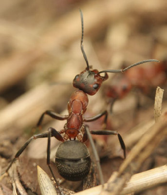 Formica rufa ?