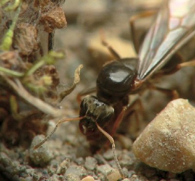 princesse_lasius_piliferus_3.jpg