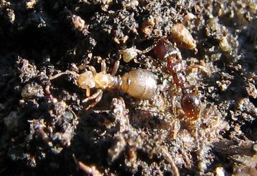 Un mâle (à gauche) avec une ouvrière de Tetramorium