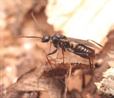 mâle Cataglyphis piliscapus