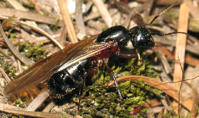 Camponotus herculeanus ailée