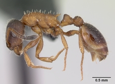 Leptothorax acervorum.jpg