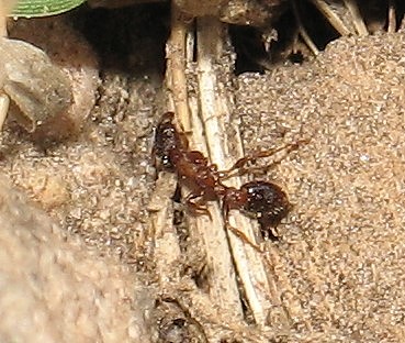 Leptothorax acervorum.1.jpg