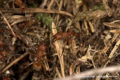 Formica truncorum