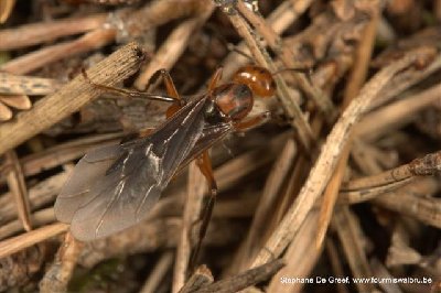 Reine de Formica truncorum