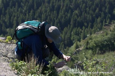 Attention à la marche. Nid de Formica lugubris avec vue imprenable