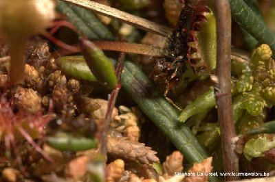 Voilà qui s’appelle m’enlever la nourriture de la bouche, se dit la plante carnivore.