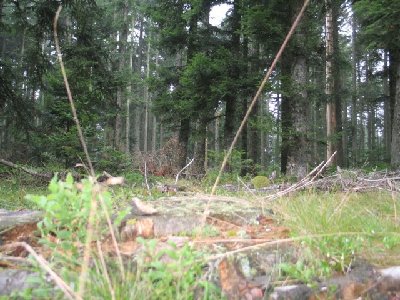 Biotope Lasius platythorax