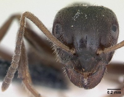 Lasius platythorax tête de l'ouvrière. source : antweb.org