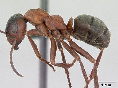 Ouvrière Formica sanguinea Antweb.org