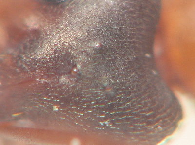 Photo des ocelles d'une Coptoformica